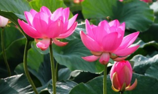 莲花什么时候开花（莲花是什么季节开花的）