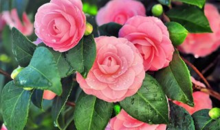 茶花什么季节开花(茶花花什么季节开花)