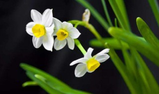 为什么水仙不开花 为啥水仙不开花