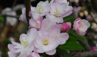 海棠为什么不开花 四季海棠为什么不开花