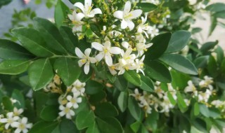 七里香什么时候开花（七里香花几月份开花）