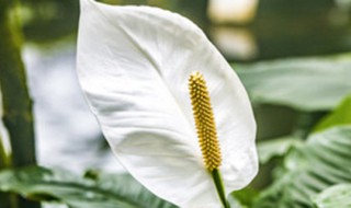 白掌什么时候开花 白掌什么时候开花开多久