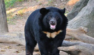 亚洲黑熊几级保护动物 亚洲黑熊是什么动物
