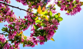 什么树四季开花 什么树四季开花又好养