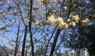 什么树春天开花 什么树春天开花?