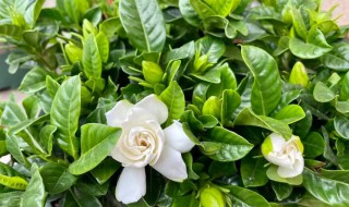 开花是什么季节 梧桐树开花是什么季节