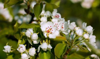 梨什么时候开花 黄花梨什么时候开花