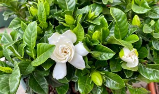 栀子什么时候开花（栀子花开什么时候开花）