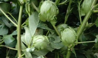 棉花桃是什么(棉花桃是什么意思)