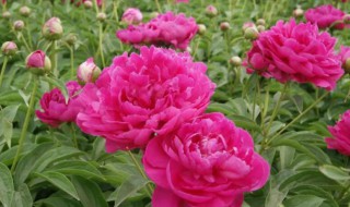 芍药什么时候开花 牡丹芍药什么时候开花