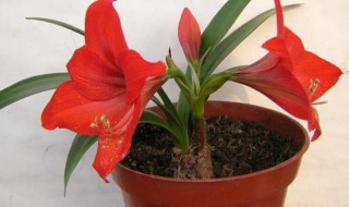 朱顶红不开花什么原因（为什么朱顶红不发芽）