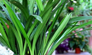 铁兰花的养殖方法和花语 铁兰花的养护和繁殖