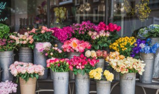 洋牡丹的养殖方法 洋牡丹怎么养殖