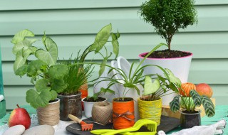 花卉白掌的养殖方法（白掌的养殖技巧）