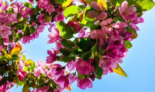 木棉什么时候开花 木棉几月份开花