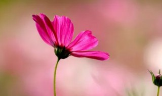 波斯菊什么时候开花 波斯菊什么时候开花什么季节开花