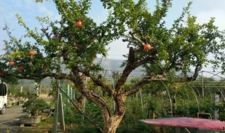 石榴树开花不结果是什么原因 盆栽石榴树开花不结果是什么原因造成的