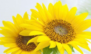 向日葵在什么时候开花 向日葵在什么时候开花?几点开花?