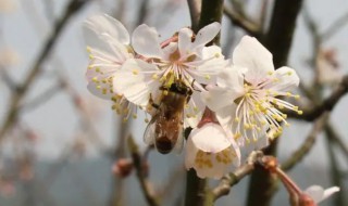 樱桃什么时候开花(北方樱桃什么时候开花)