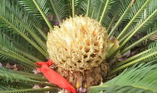 铁树什么时候开花（铁树什么时候开花结果）