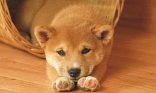 梦见黄狗是什么意思（梦见黄狗是什么意思周公解梦）