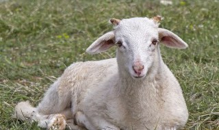 梦见山羊是什么意思 女人梦见山羊是什么意思