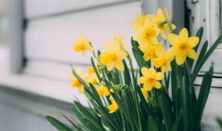 水仙什么季节开花（水仙什么季节开花时间）