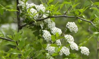 什么树只开花不结果 只结果不开花的树