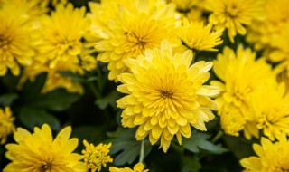 荷兰菊种植方法（荷兰菊种植方法和时间）