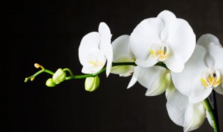 跳舞兰养殖方法 跳舞兰花怎么养殖方法和注意事项