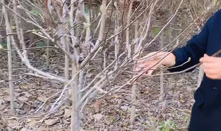 玉兰嫁接方法（如何嫁接玉兰花枝）