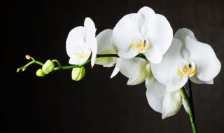 文殊兰养殖方法（文殊兰养殖方法和注意事项 盆栽）