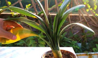 君子兰人工授粉的方法（君子兰人工授粉的方法视频）