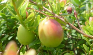 蔓越莓是酸性还是碱性 蔓越莓是酸性还是碱性水果