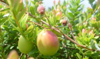 蔓越莓是热性还是凉性（蔓越莓凉性还是温性）