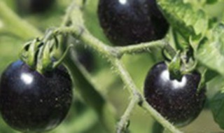 墨乌果是黑枸杞吗 墨乌果是不是黑枸杞