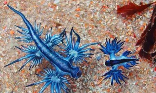 格劳克斯是什么动物（拉文克劳象征的动物）