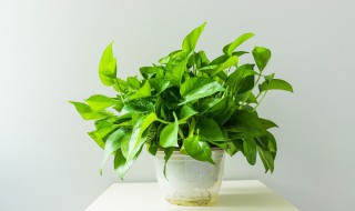 绿萝叶子发黑怎样救治(绿萝叶面发黑怎么办)