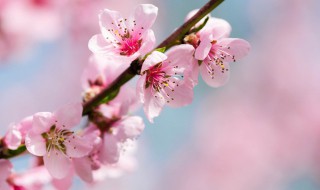梅花和桃花的区别 梅花和桃花的区别图解