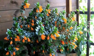 金鱼吊兰怎么繁殖 金鱼吊兰怎么繁殖快