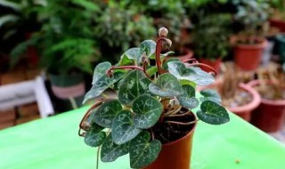 仙客来的繁殖方法有哪些(仙客来繁殖方式,仙客来怎么繁殖)