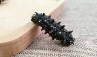 发好的海参怎么煮不硬（海参怎么煮才不会硬）