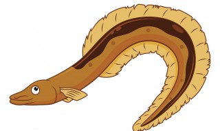 土龙和鳗鱼的区别 土龙和海鳗有何区别