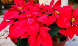 春节开的花有哪些 春节开的花有哪些?