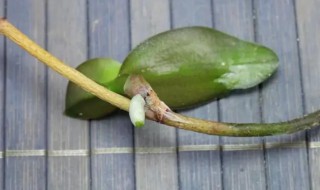 蝴蝶兰种子催芽方法（蝴蝶兰种子怎么发芽）