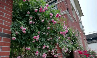 藤本月季冬季修剪方法（藤本月季秋季修剪图解）