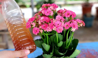 养长寿梅的注意事项 长寿梅的养护方法