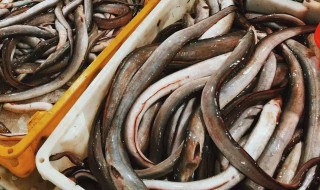 海鳗的营养价值与功效 斑点海鳗的营养价值与功效