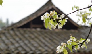 清明节插柳条纪念谁（清明节插柳枝纪念谁）