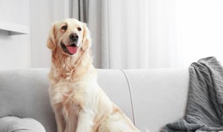 金毛犬名字（好听的金毛取名字）